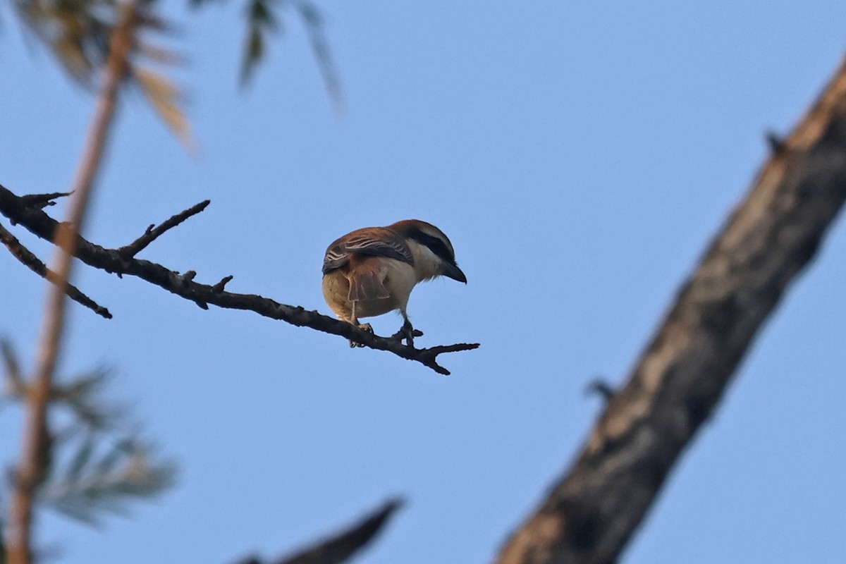 Brown Shrike - ML563323781