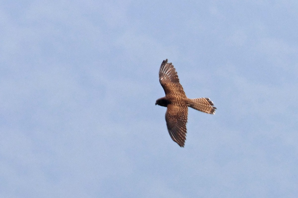 Eurasian Kestrel - ML563324011