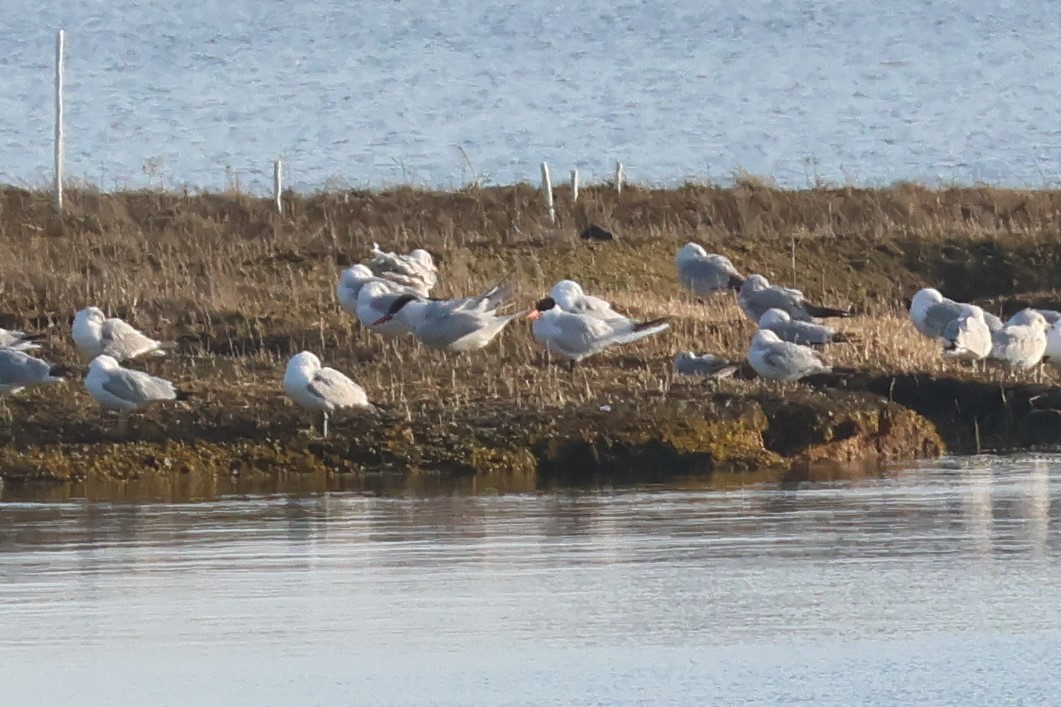 Caspian Tern - ML563324991