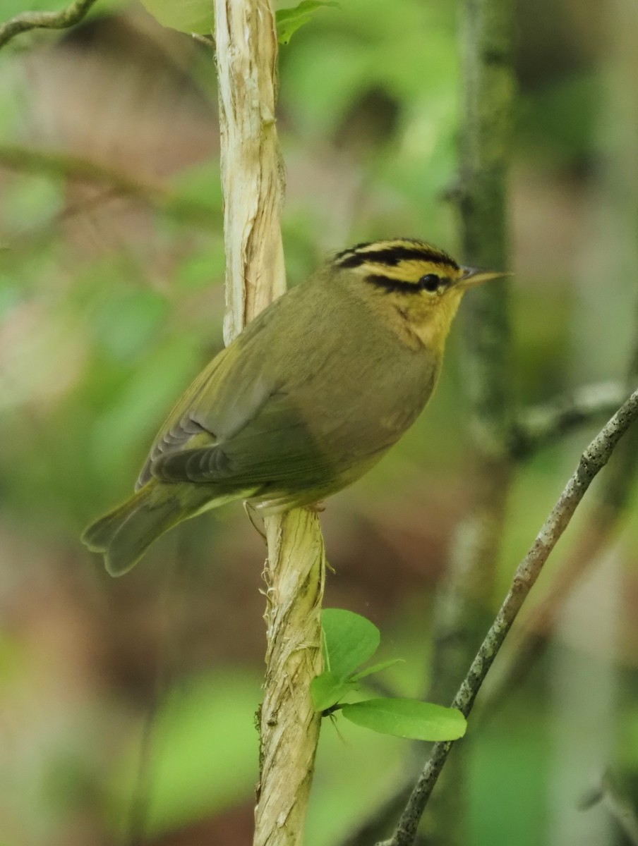 Worm-eating Warbler - ML563325091