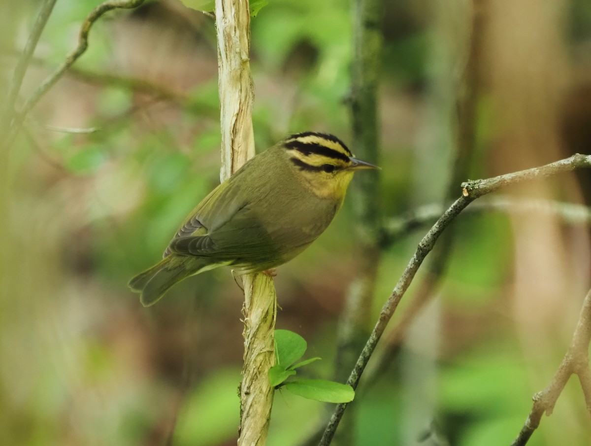 Worm-eating Warbler - ML563325101