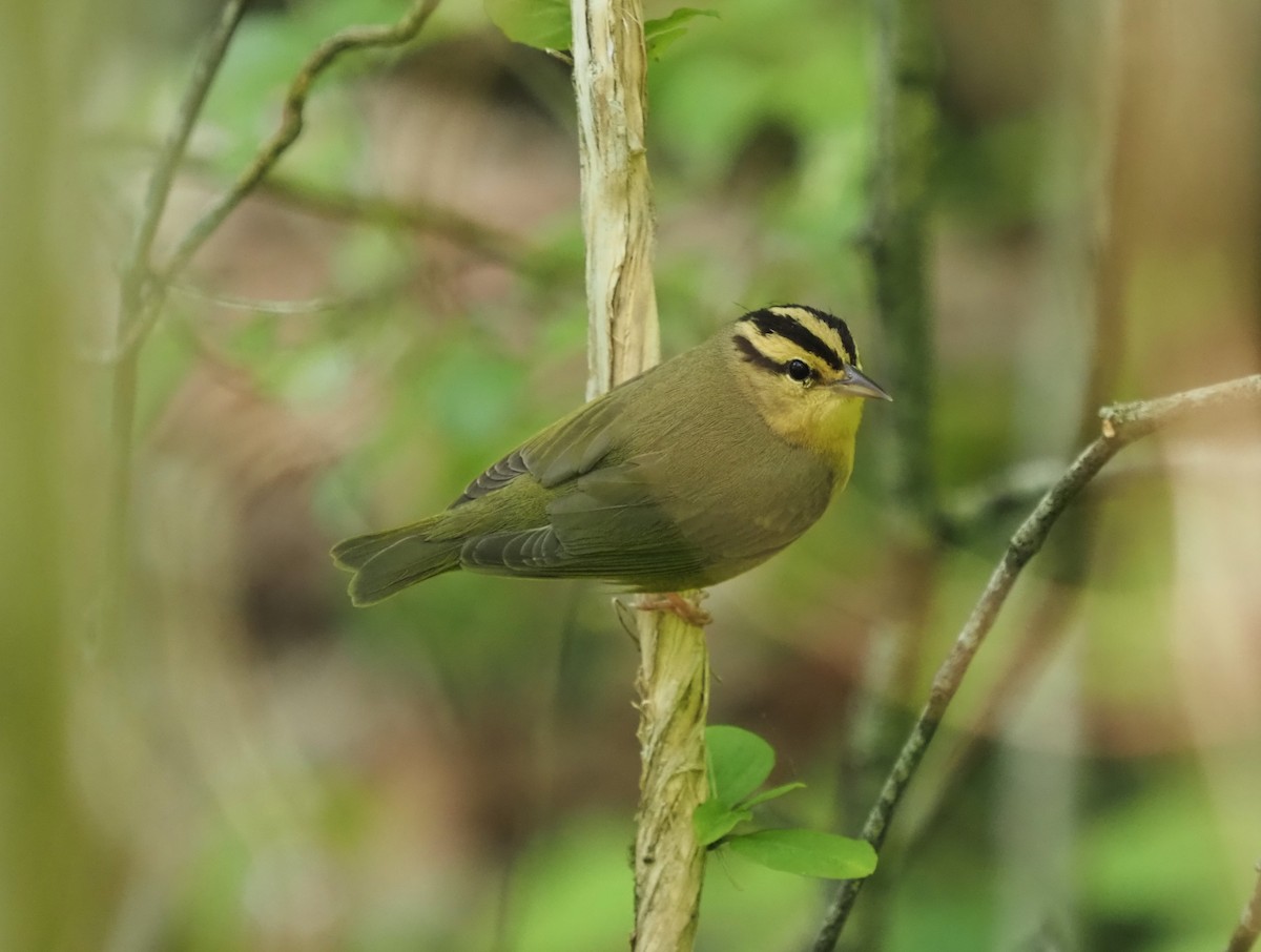 Worm-eating Warbler - ML563325171