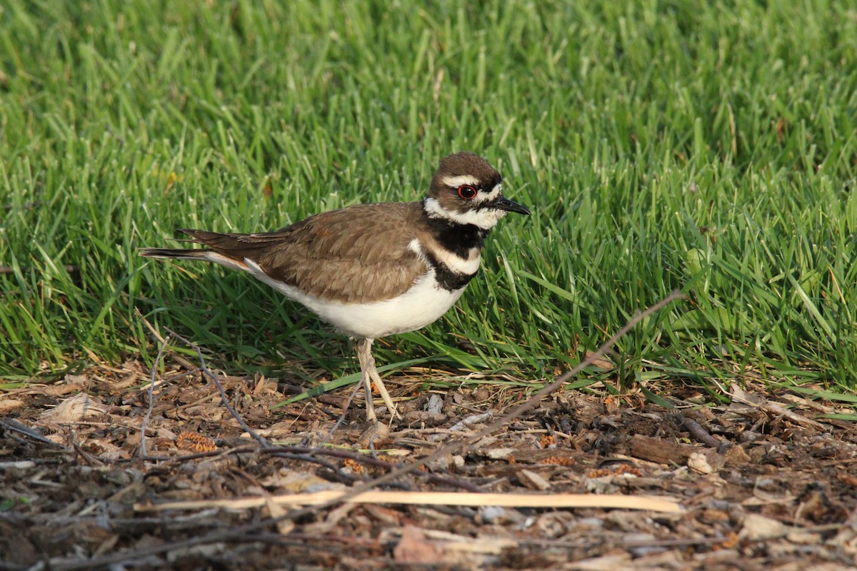 Killdeer - ML563325231