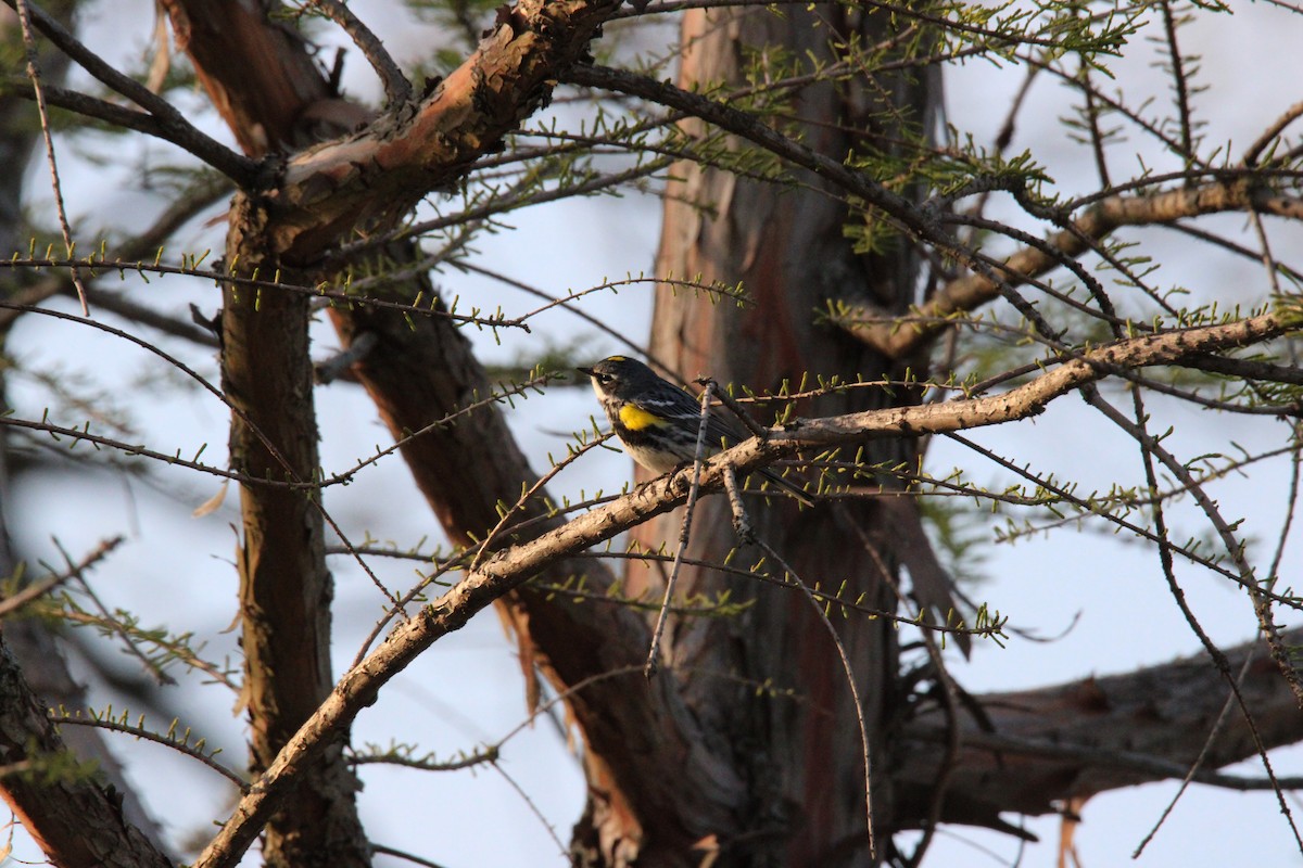 Yellow-rumped Warbler - ML563325351