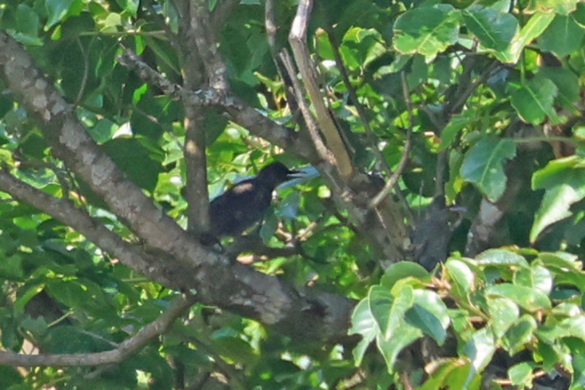 Square-tailed Bulbul - ML563325481