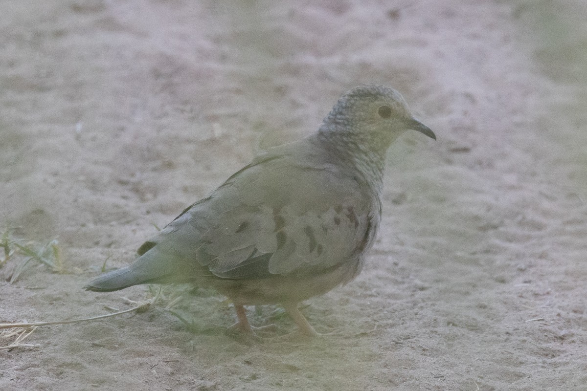 Common Ground Dove - ML563326481