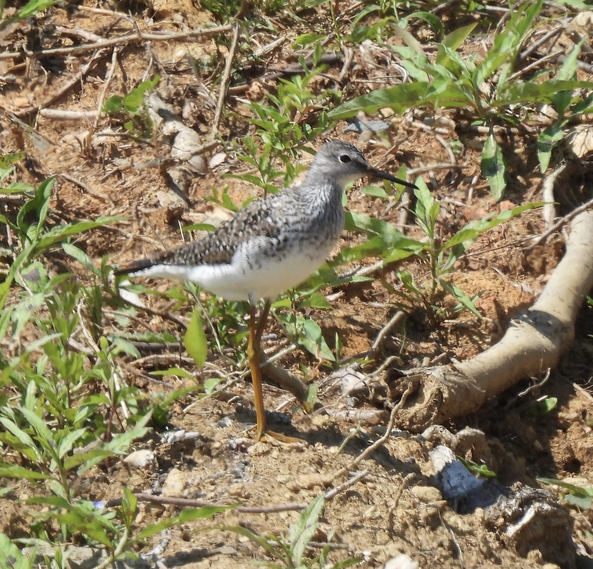Lesser Yellowlegs - ML563326561