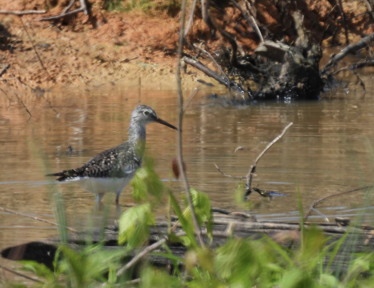 Lesser Yellowlegs - ML563326571