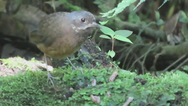 Moustached Antpitta - ML563326661