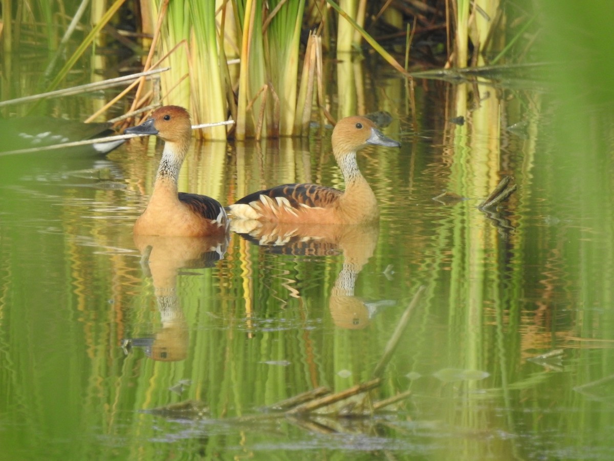 Fulvous Whistling-Duck - ML563326671