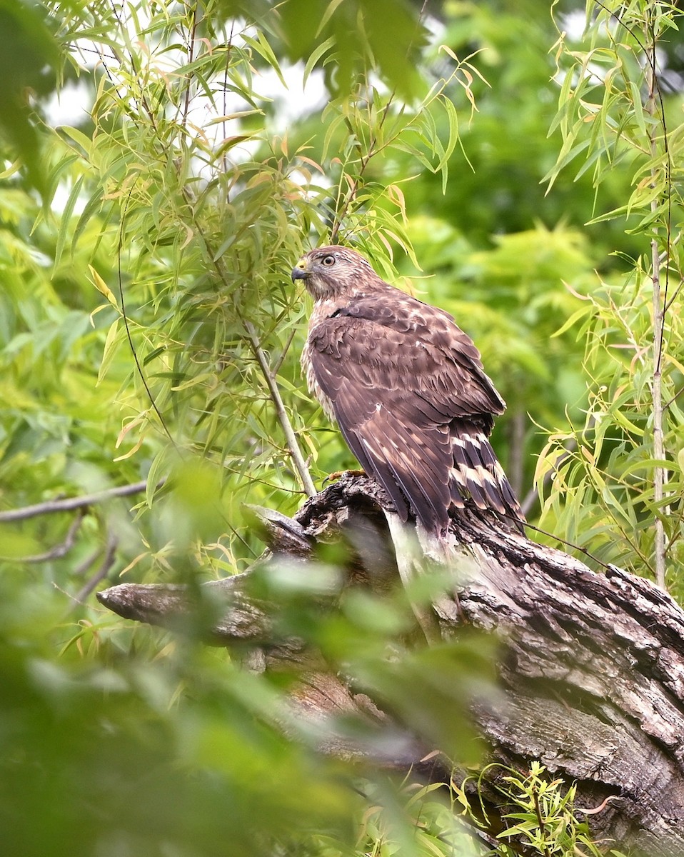 Broad-winged Hawk - ML563326911