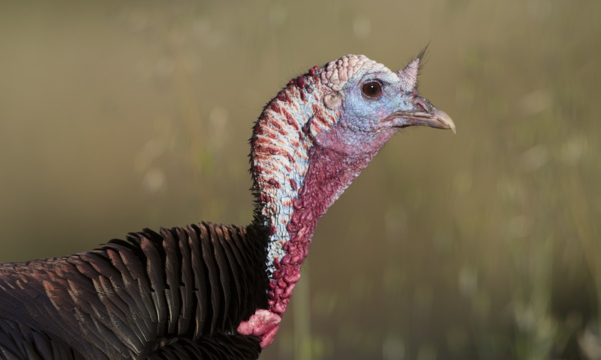 Wild Turkey - ML56333011