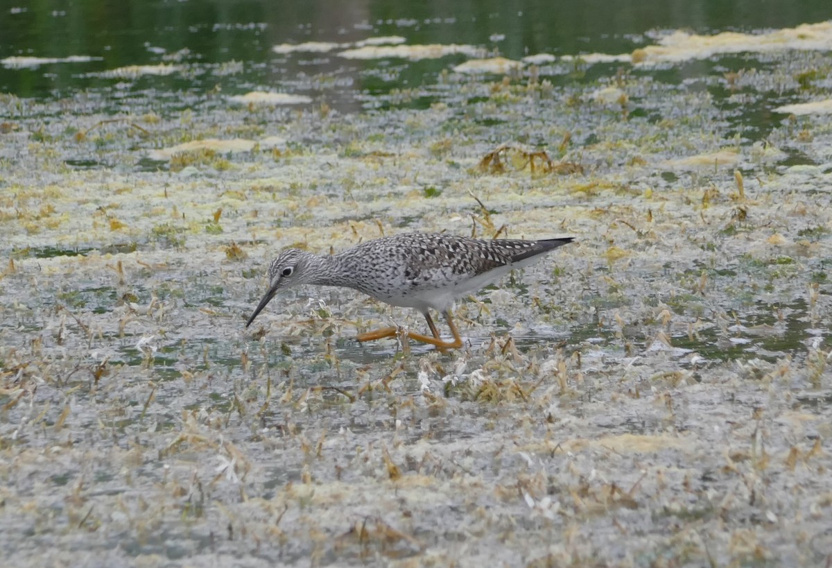 Lesser Yellowlegs - ML563330451