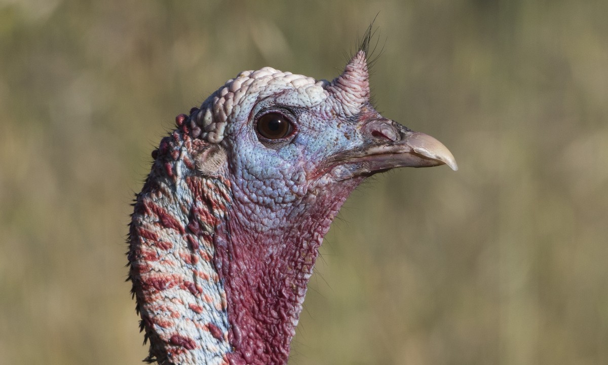 Wild Turkey - ML56333071