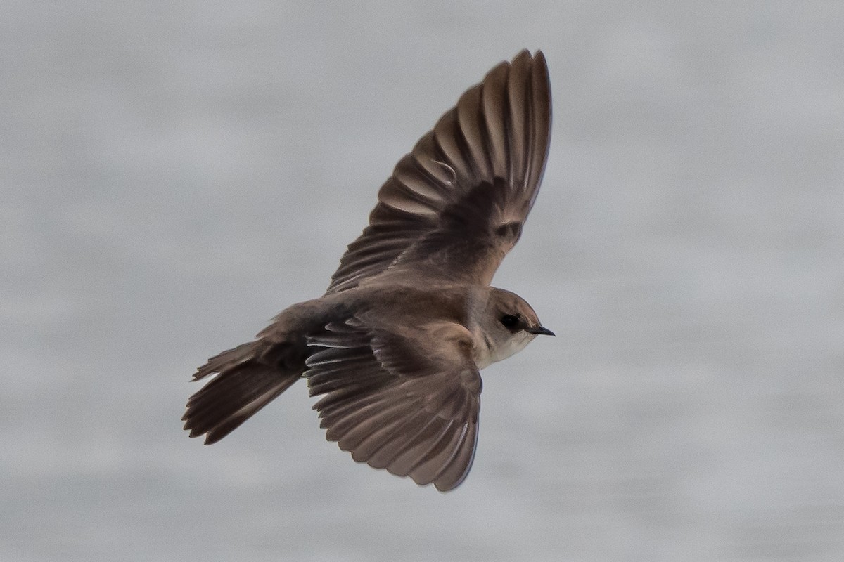 Northern Rough-winged Swallow - William Kelley