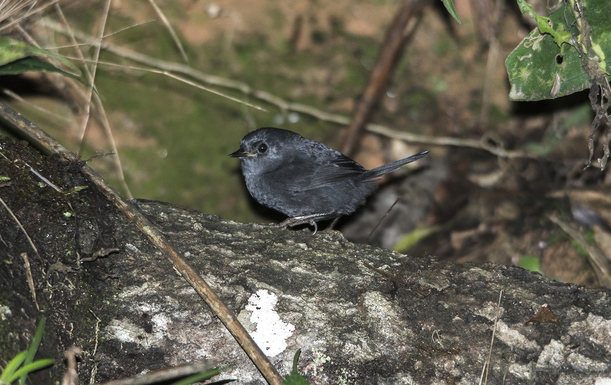 Mouse-colored Tapaculo - Gil Ribeiro Peres