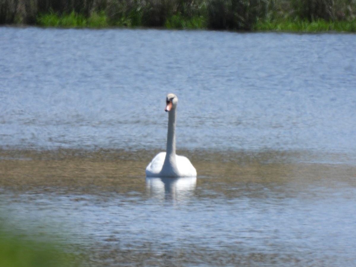 Cygne tuberculé - ML563333701