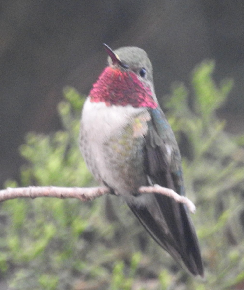 Broad-tailed Hummingbird - ML563334421