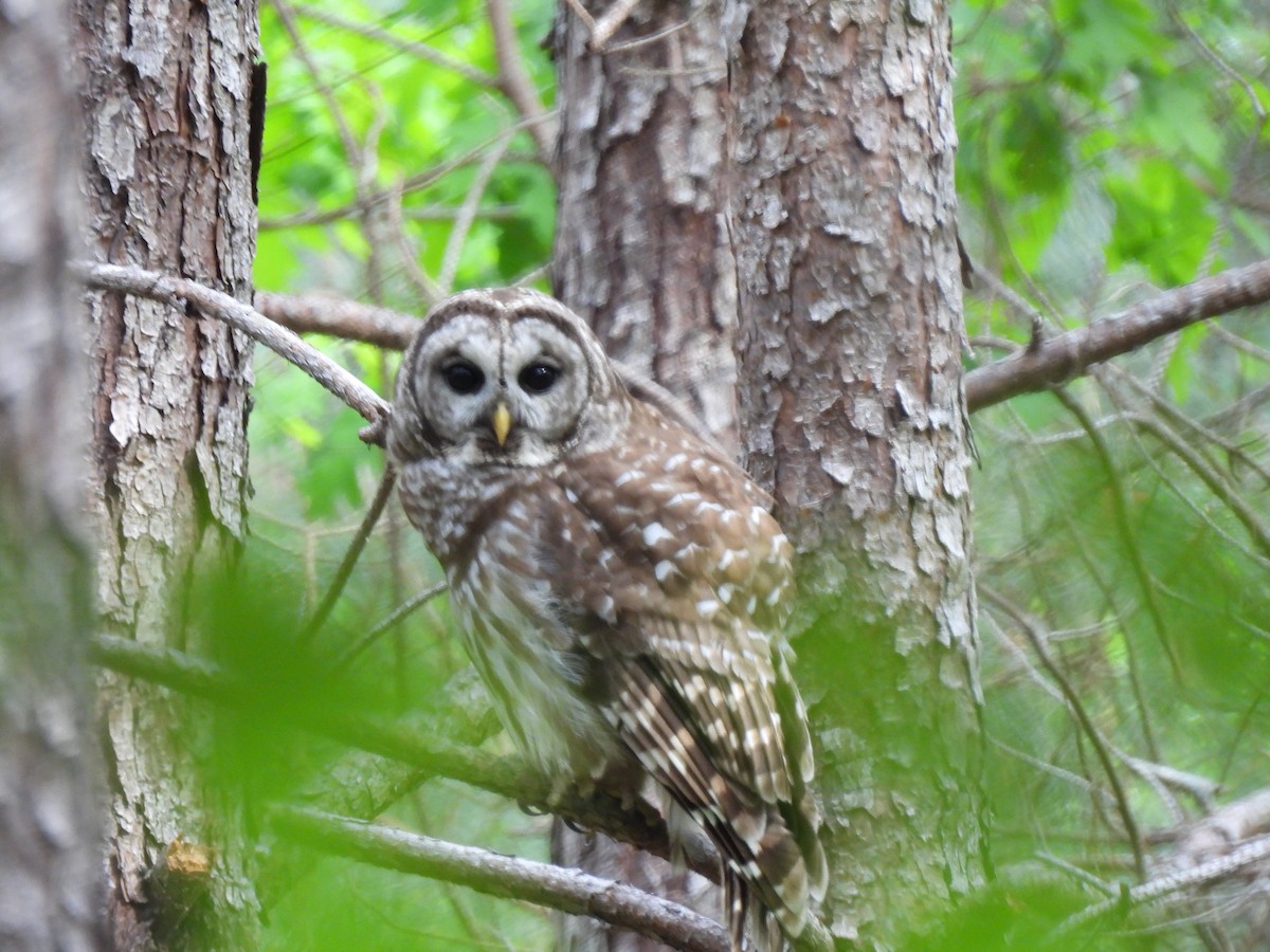 Barred Owl - ML563335241