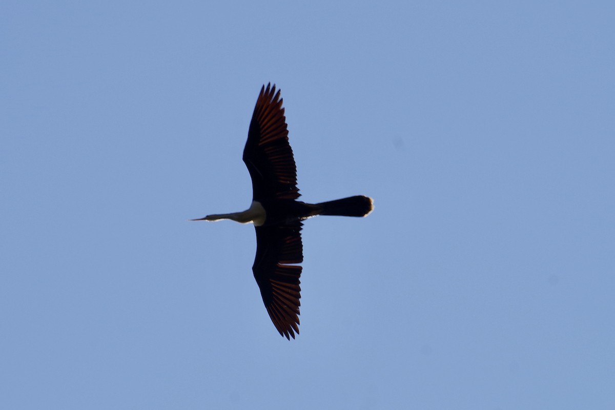 Anhinga Americana - ML563335821