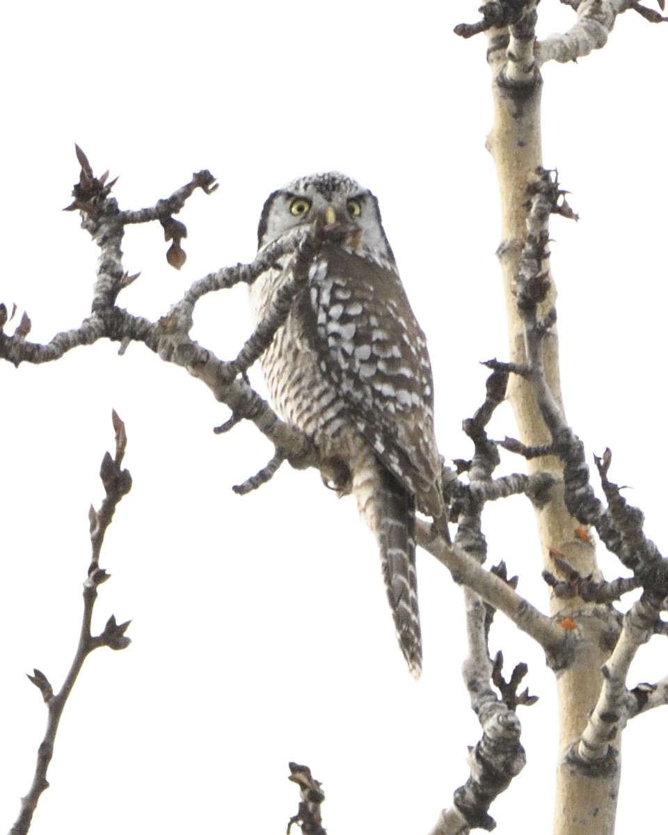 Northern Hawk Owl - ML563335831