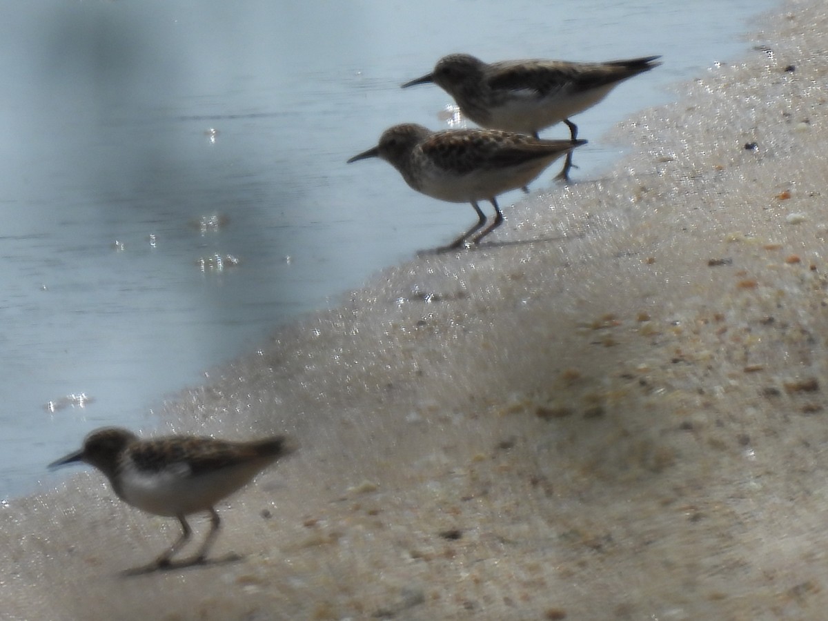 pygmésnipe - ML563336121