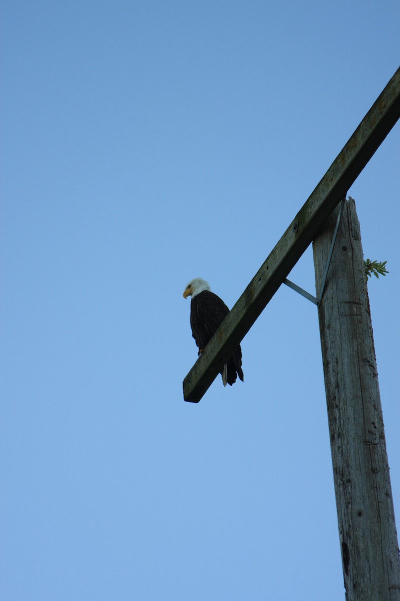 Bald Eagle - ML563336581