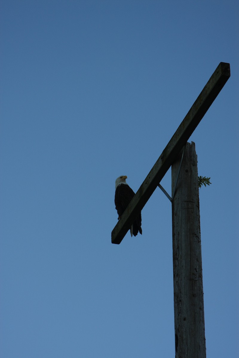 Bald Eagle - ML563336591