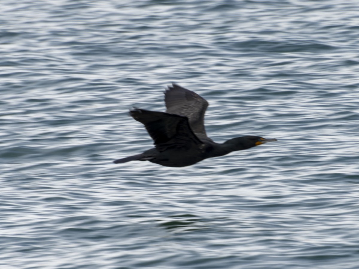 Double-crested Cormorant - ML563340081