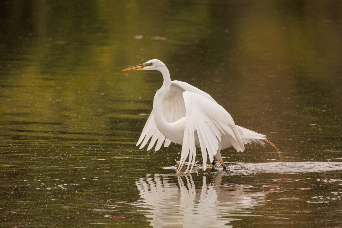 Great Egret - Leena M