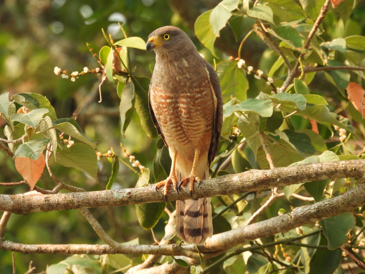 Roadside Hawk - ML563341271