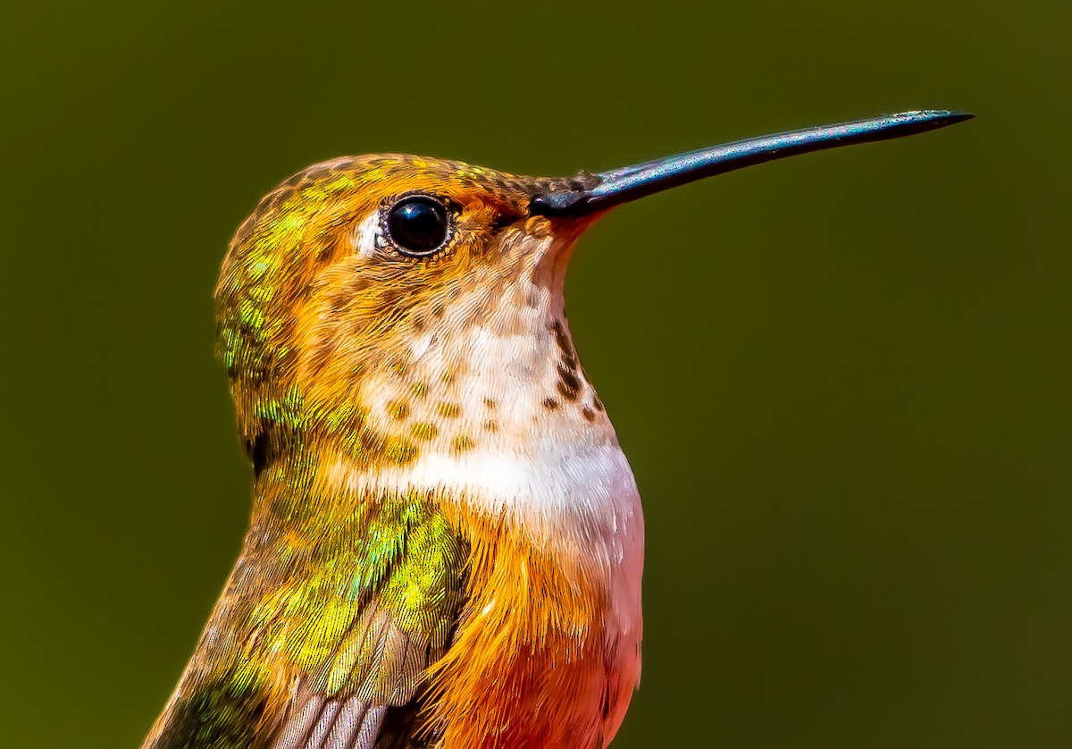 Rufous Hummingbird - Brandon Lloyd