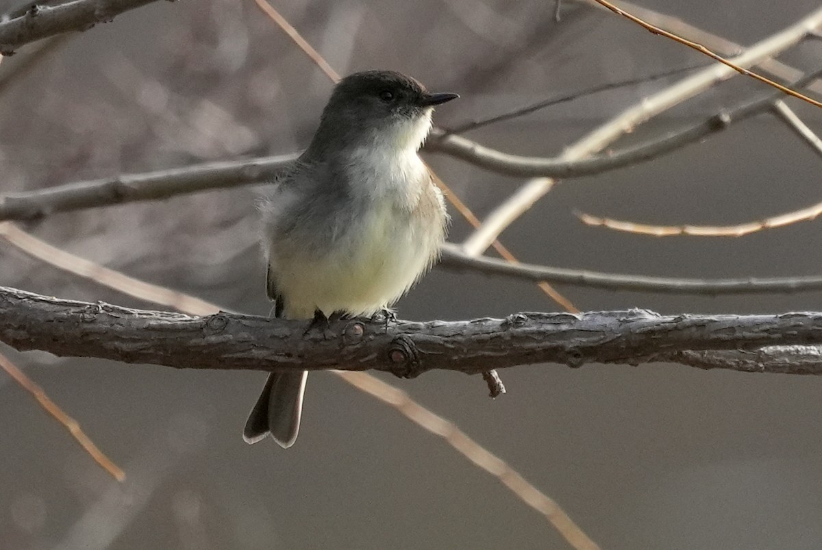 Eastern Phoebe - ML563342491
