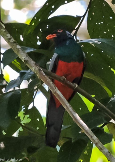 oransjenebbtrogon - ML563343541