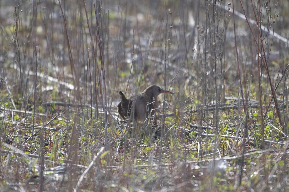 Virginia Rail - Peter Sproule