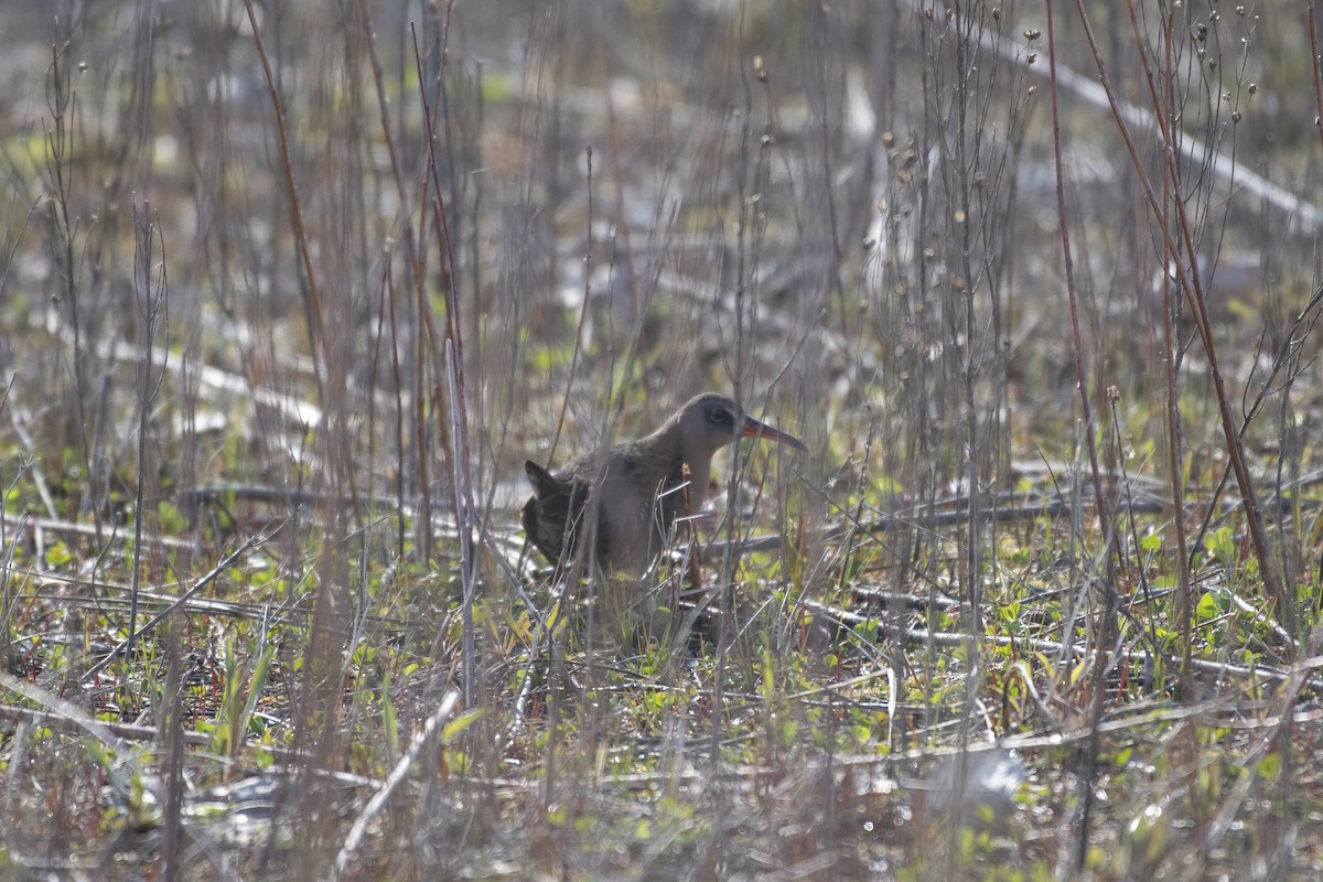 Virginia Rail - ML563343691