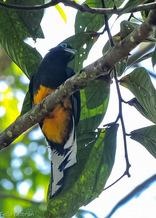 White-tailed Trogon - ML563344051