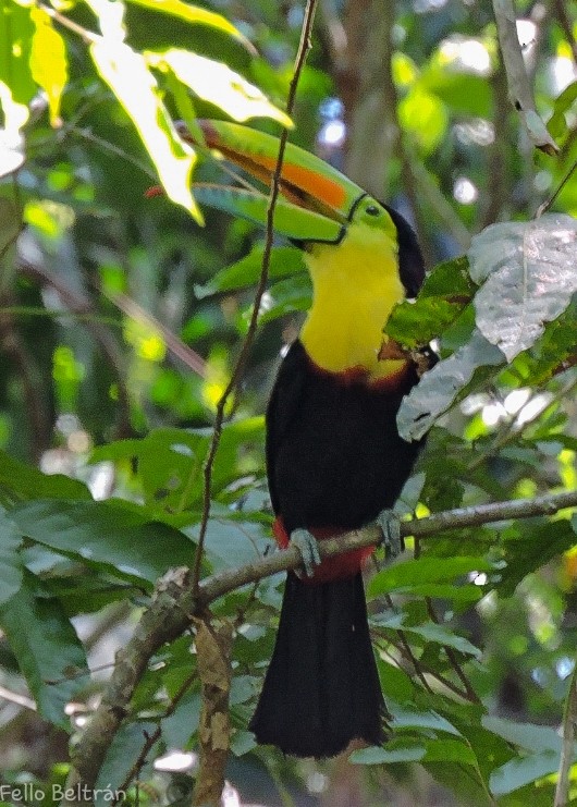 Keel-billed Toucan - ML563344251