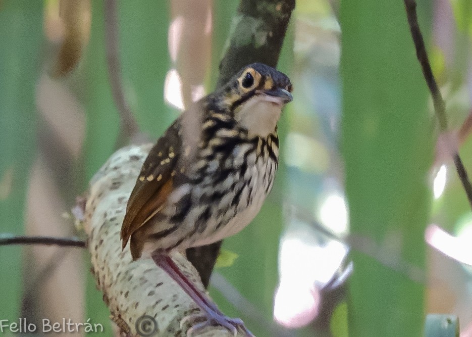 Streak-chested Antpitta - ML563344541