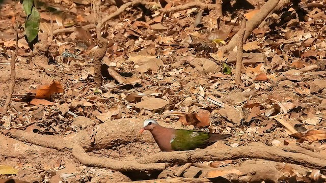 Palomita Esmeralda Cabecigrís - ML563344981