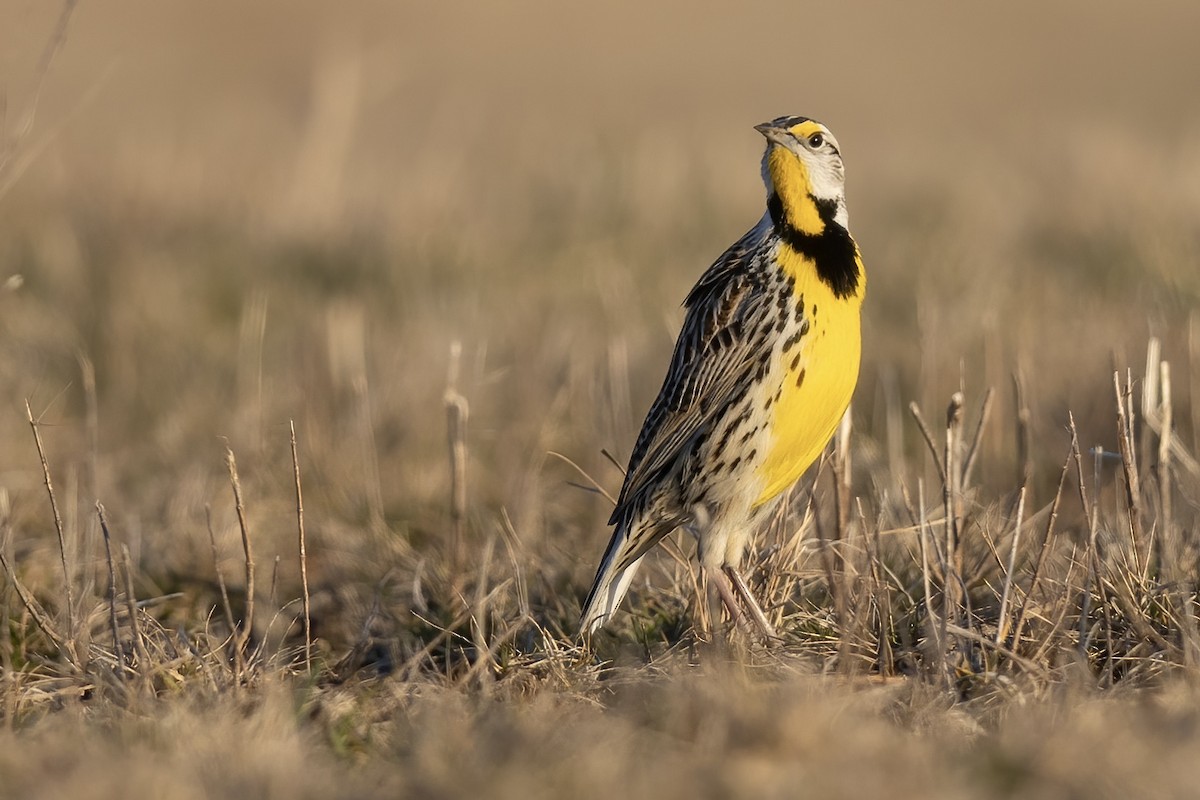 Eastern Meadowlark (Eastern) - ML563346391