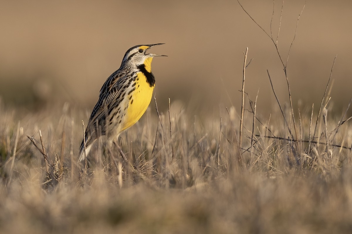 Eastern Meadowlark (Eastern) - ML563346421