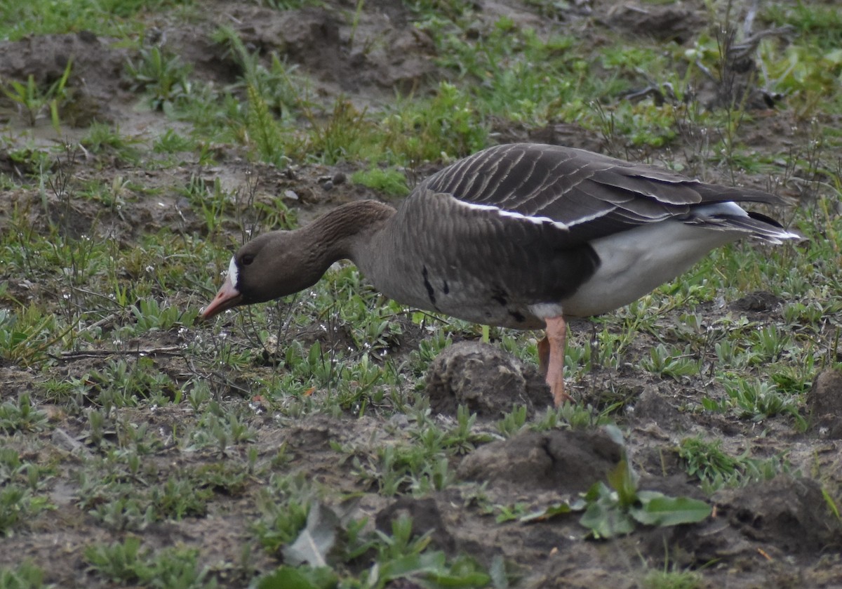 Greater White-fronted Goose - ML563347011