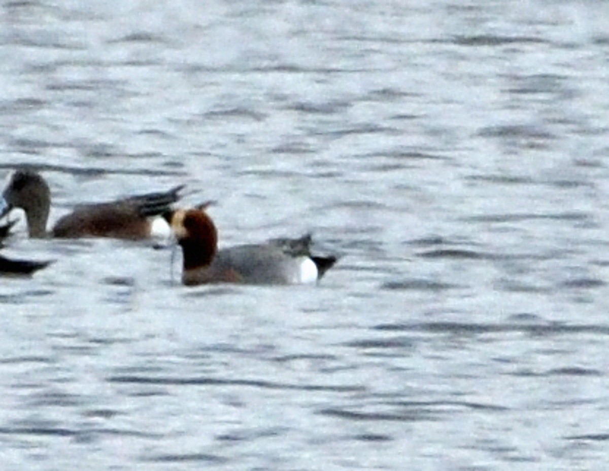 Eurasian Wigeon - ML563347501