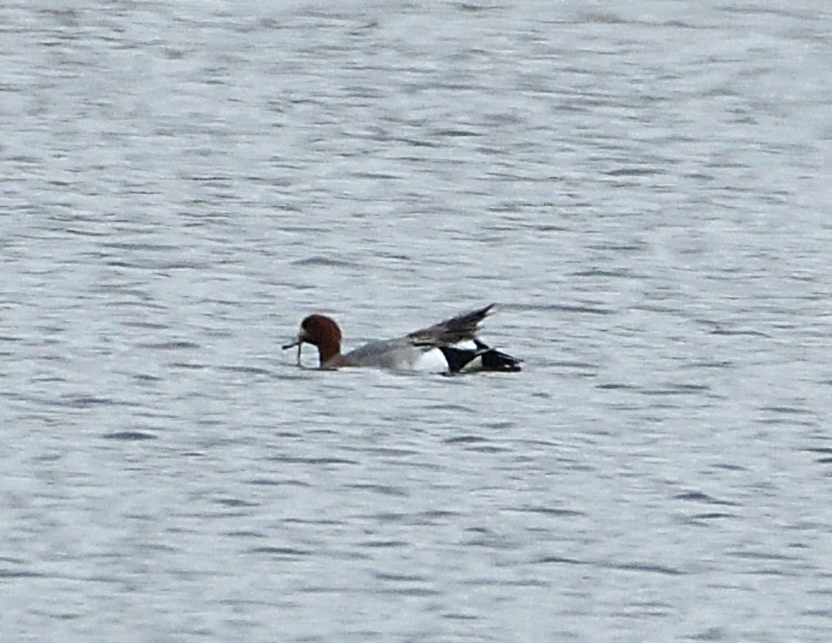 Eurasian Wigeon - ML563347511