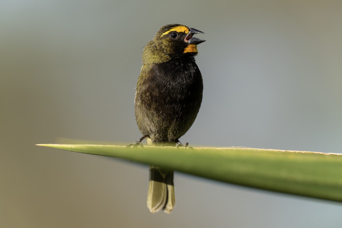 Yellow-faced Grassquit - ML563348041