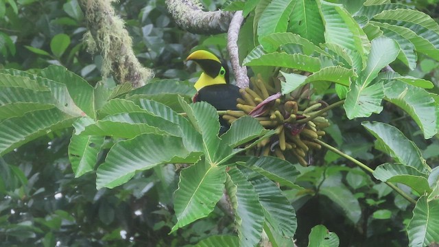 Yellow-throated Toucan (Black-mandibled) - ML563348771