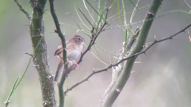 Botteri's Sparrow - ML563349661