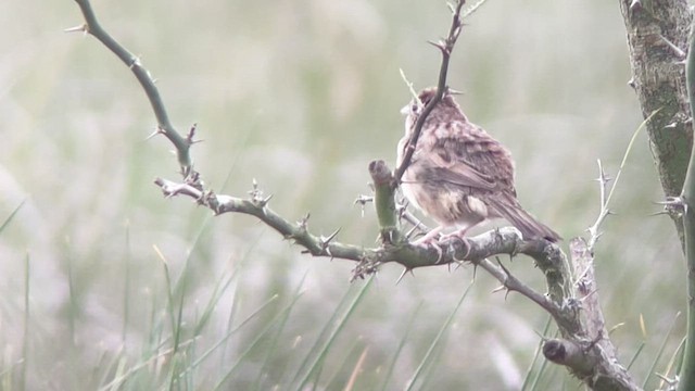 Botteri's Sparrow - ML563349671