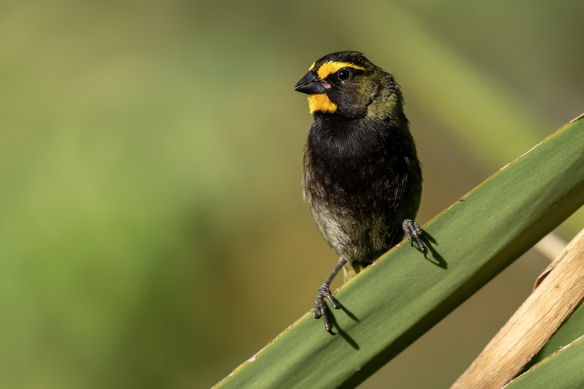 Yellow-faced Grassquit - ML563349961